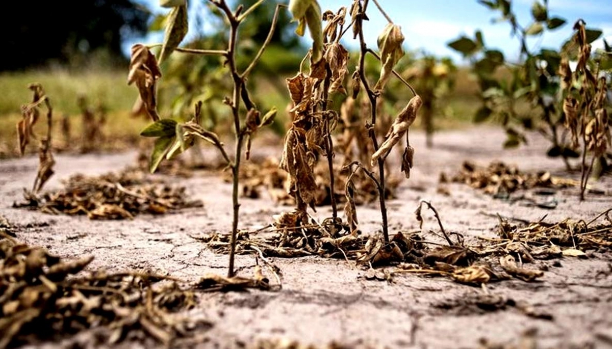 El Gobierno bonaerense extendió la emergencia agropecuaria por sequía en la provincia