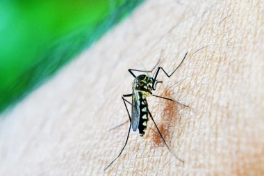 Alerta dengue: Kreplak pidió extremar las medidas de prevención en la Provincia