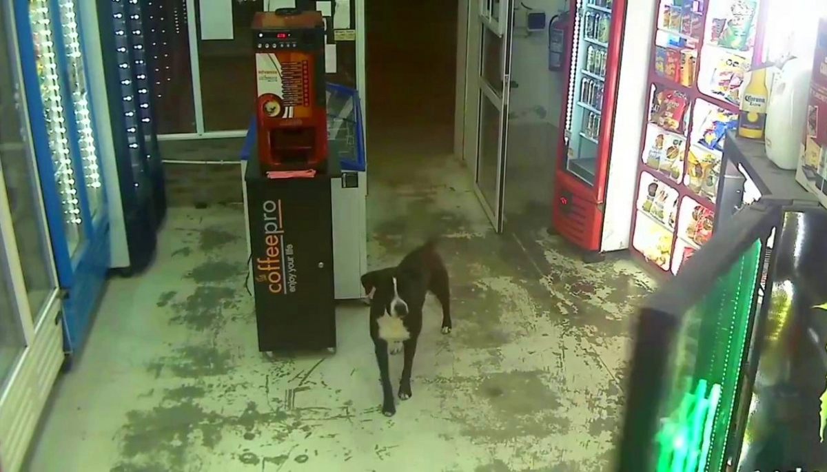 Detuvieron a dos sujetos que habrían robado un kiosco y los delató su perro