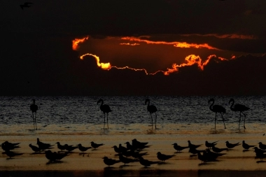 Destinos bonaerenses: los safaris de la Provincia, una experiencia única con la naturaleza