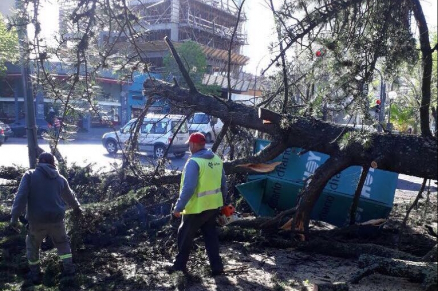 La Plata: intensifican los operativos de asistencia tras el fuerte temporal que afectó la región