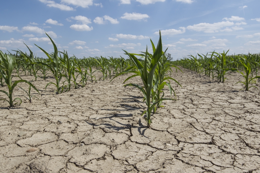 Preocupación por las sequías: el 35 por ciento de las áreas cultivables se encuentran afectadas