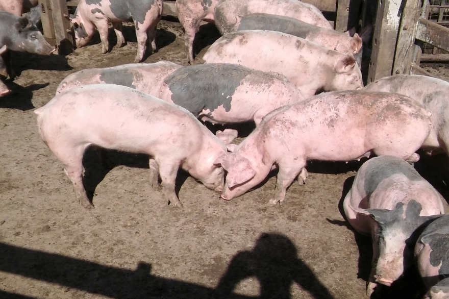 Crisis porcina: productores advierten que empeora la situación por la “competencia desleal”