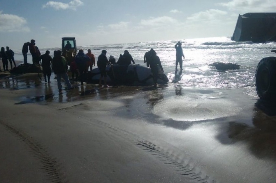 Mirá cómo rescataron a la orca encallada en La Costa para que pudiera volver al mar