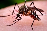 Con Pergamino como epicentro, ascienden los casos de chikungunya confirmados en la Provincia