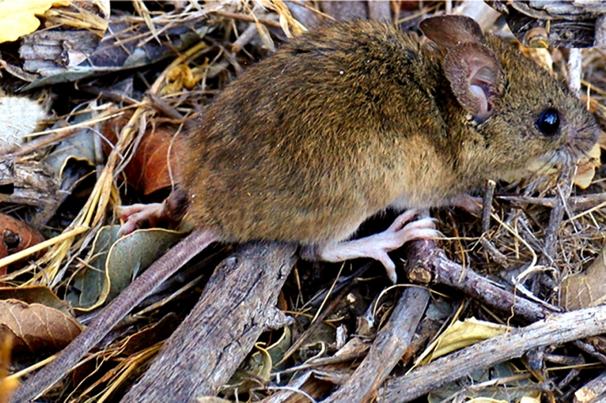 Confirman cuatro casos de hantavirus en la Provincia: hay un paciente en grave estado