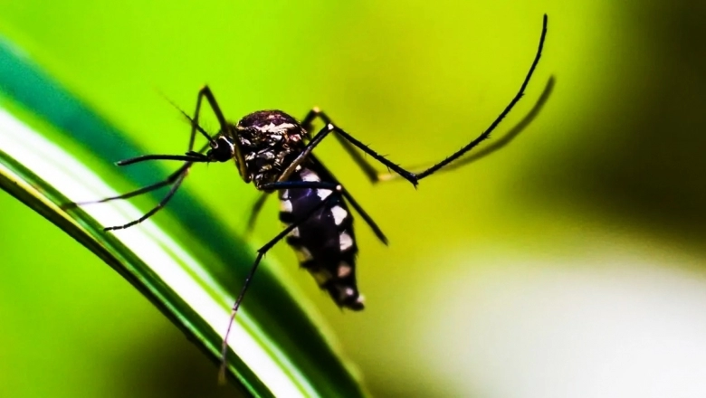 Alerta dengue: en la Provincia, hay 29 municipios con brotes y 11 víctimas fatales