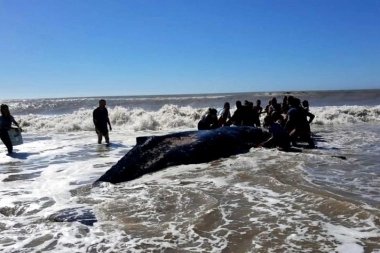 Rescataron una ballena encallada en Villa Gesell