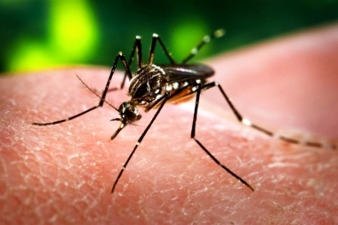 Aumentan casos de dengue: qué síntomas contrae y cómo eliminar criaderos de mosquitos