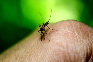 A qué se debe y cuándo termina la invasión de mosquitos que se registró en el AMBA