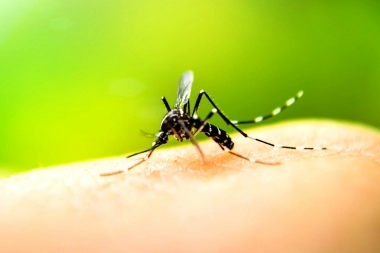 El Ministerio de Salud bonaerense en alerta por un posible brote de Chikungunya
