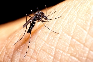 Alerta dengue: en lo que va del año, hubo 34 casos oficiales detectados en la Provincia