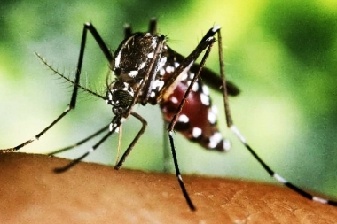 Alerta en Pergamino: Provincia confirmó un brote de chikungunya en el municipio