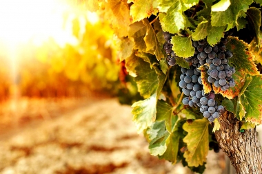 El sector vitivinícola en desacuerdo ante el proyecto de alcohol cero para conducir