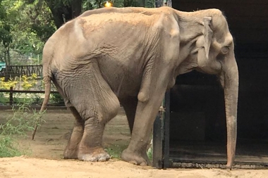 Profunda tristeza: murió Pelusa, la elefanta de más de 50 años del zoológico de La Plata