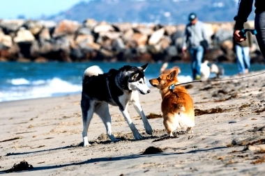 El municipio de La Plata dio recomendaciones para vacacionar con perros y gatos