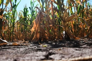 El Banco Provincia agiliza la asistencia a la tasa especial por la emergencia agropecuaria