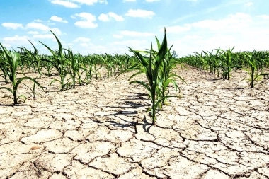 Se prorrogó la emergencia agropecuaria en cuatro municipios bonaerenses