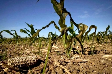 Sequía: 13 municipios bonaerenses entran en emergencia nacional