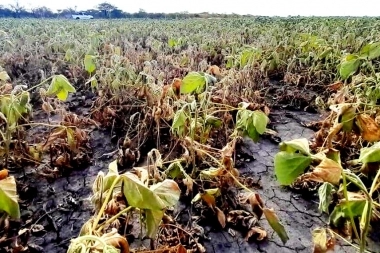 Arrasa la sequía: la peor campaña agrícola desde 2018 junto a caídas en las exportaciones y el PBI