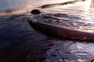 Un nuevo derrame en la ría de Bahía Blanca pone en jaque a la cosecha gruesa