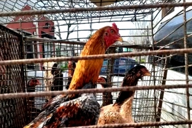 Video: criaba gallos, organizaba riñas y la justicia platense lo liberó en pocas horas