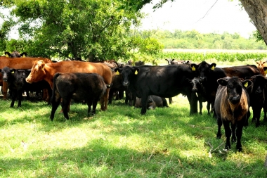 Los frigoríficos bonaerenses recibieron el 72% del cupo de exportación de carne a Colombia