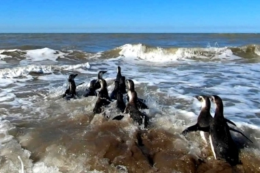 Sorpresa en Mar de Ajó: estaban pescando y sacaron un pingüino del mar