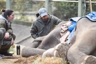 Preocupación por salud de elefanta Pelusa: según expertos, podría estar en “etapa final de su vida”