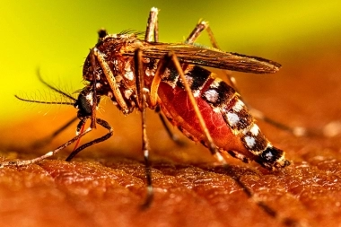 Dengue: Provincia destacó una paralización de casos, pero advirtió una demora en la carga