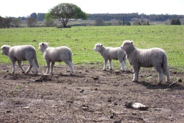 Agroindustria informó crecimiento del 16 por ciento de carne ovina en la Provincia