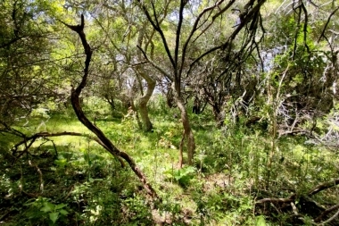 La Provincia acudirá a la Corte Suprema en busca de recuperar fondos para los bosques nativos