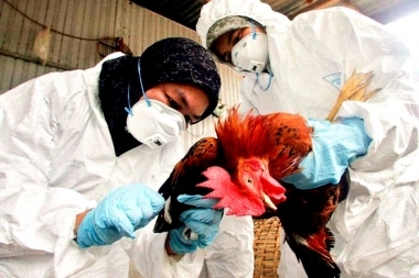 Avanza la gripe aviar: murieron más de 20 mil aves en una granja de Mar del Plata