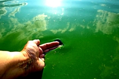 Aumentaron a nivel de alerta roja la presencia de cianobacterias en lagunas de la Provincia