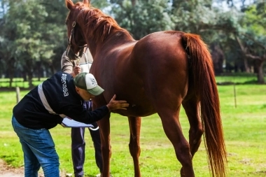 Se confirmó la primera muerte por encefalitis equina en la Provincia