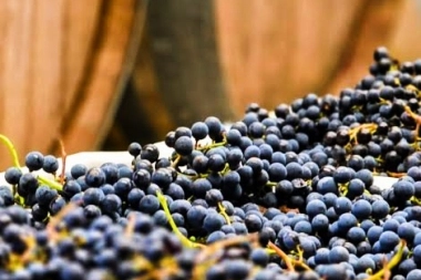 Destinos bonaerenses: las majestuosas viñas y bodegas en Tandil, Paraje Macedo y Chapamadal