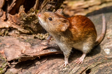 Ante casos de hantavirus, Provincia se declara en alerta y extrema medidas en hospitales