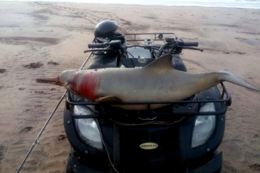 Indignación en la costa: denuncian que cazaron a un delfín y lo pasearon por la playa en cuatriciclo