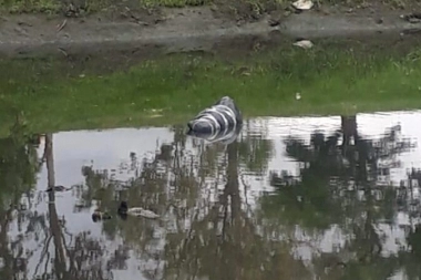 Horrorizados, vecinos de Berisso encontraron un cadáver flotando en el canal