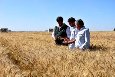 Optimismo en la Provincia por el trigo y la cebada: cuánto esperan recaudar por la cosecha