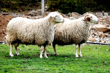 Un hombre se robó una oveja “para comer”, se arrepintió y la devolvió a sus dueños
