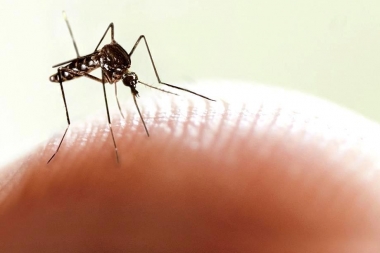 Alerta Dengue: lanzan campaña de prevención tras la confirmación de 26 casos en la Provincia
