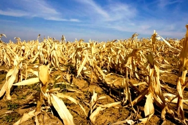 La sequía que atraviesan las provincias alcanzó los 44 municipios bonaerenses afectados