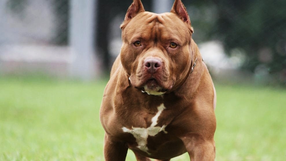 Indignante: tres perros Pitbull mordieron a una nena de 9 años en un barrio de Mar del Plata