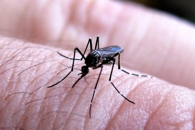 Alerta dengue: aumentaron a 352 los casos confirmados en la provincia de Buenos Aires
