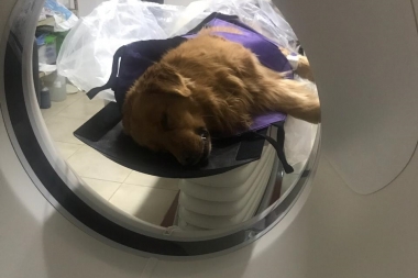 En Coronel Suárez le hicieron una tomografía a un perro en un hospital público y estalló la polémica