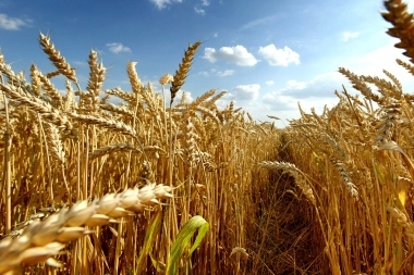 Provincia espera una “muy buena” campaña de trigo este año