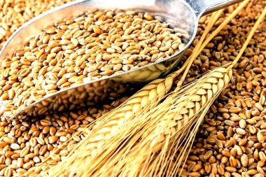 La Provincia de Buenos Aires concretó la primera ronda de negocios de trigo con México
