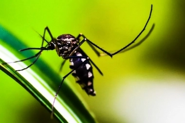 Alerta dengue: en la Provincia, hay 29 municipios con brotes y 11 víctimas fatales