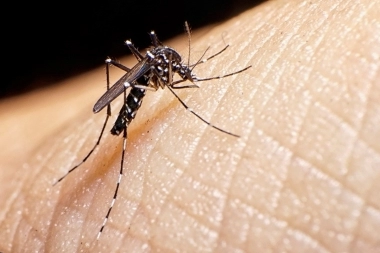 Alerta dengue: los casos no bajaron y hay 13 municipios bonaerenses con brotes declarados
